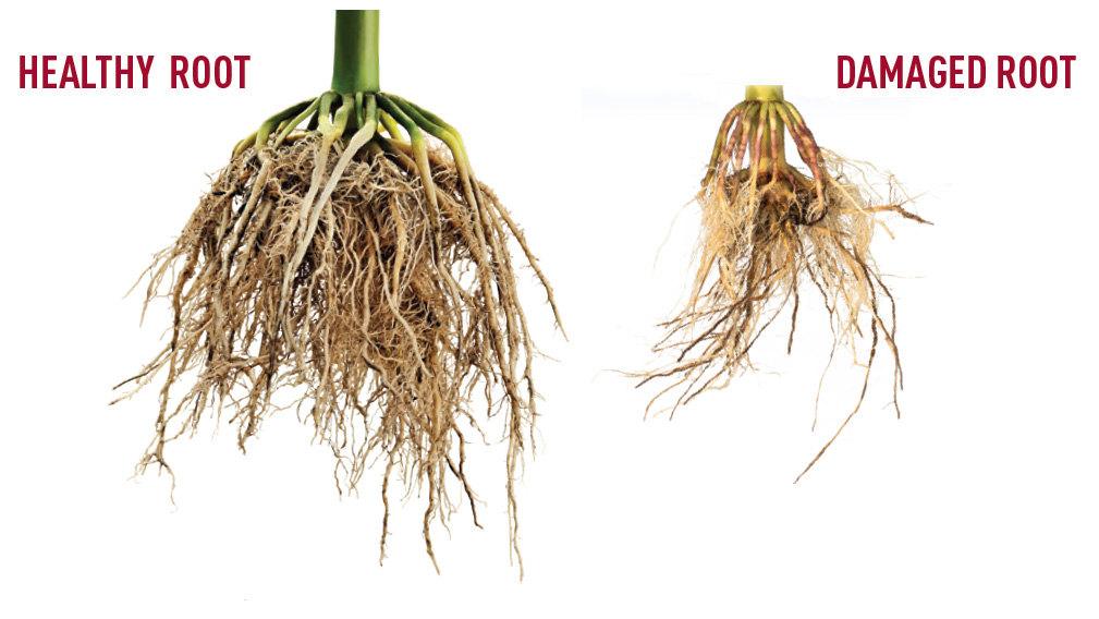 15%-34% yield loss from root damage by corn rootworm