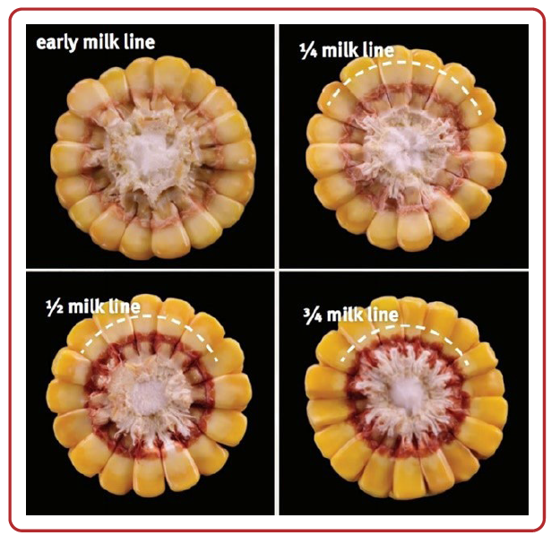 Late season frost - milk line