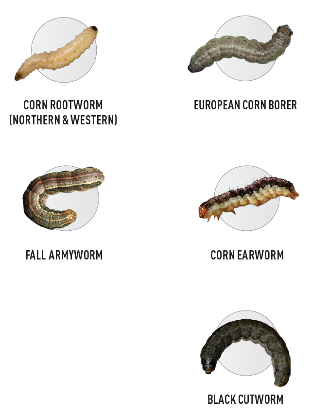 Multiple modes of action give corn plants the protection they need against major pests