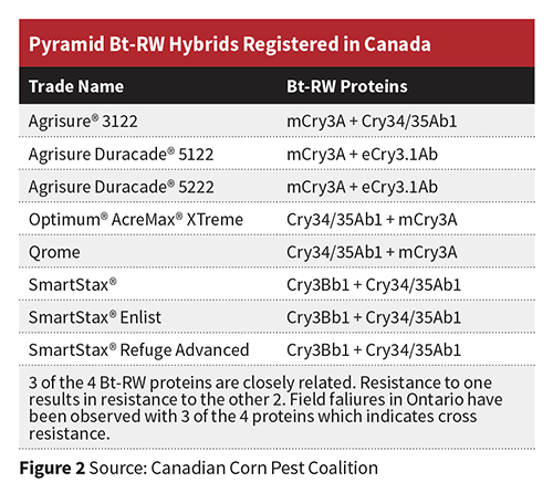 Pyramid Bt-RW Hybrids Registered in Canada