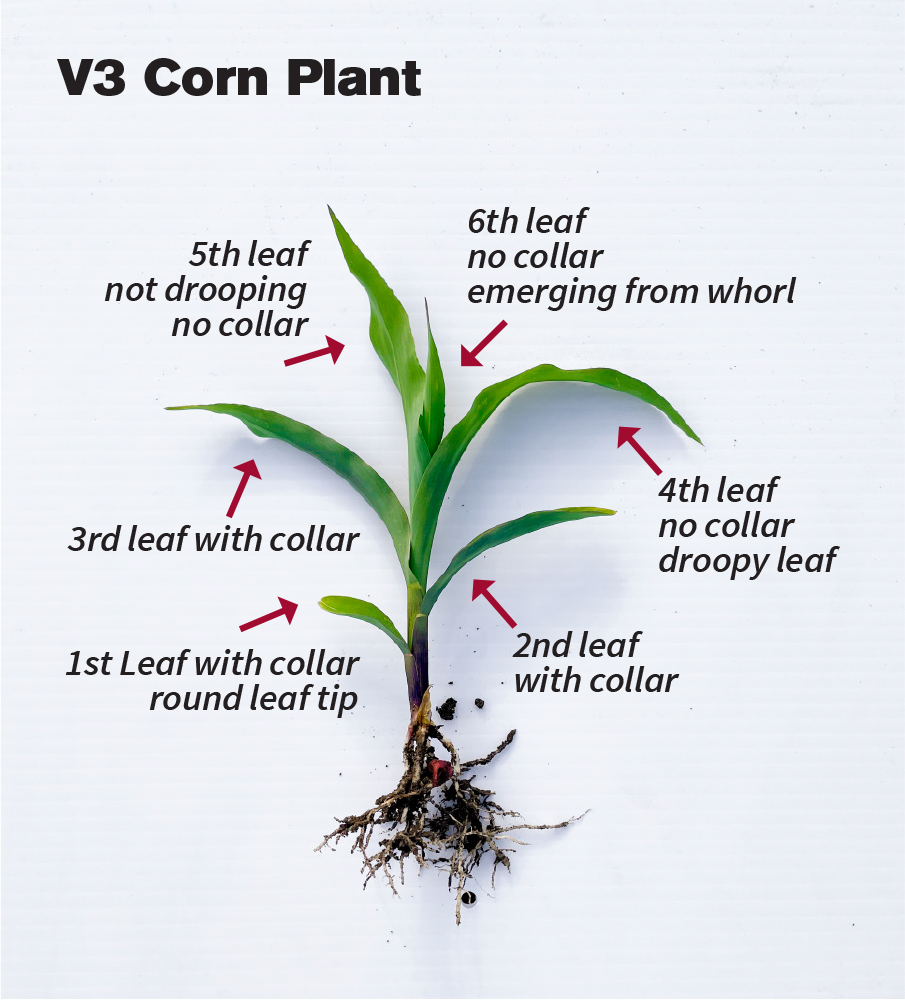 Corn height method chart showing leaf 1 through 5
