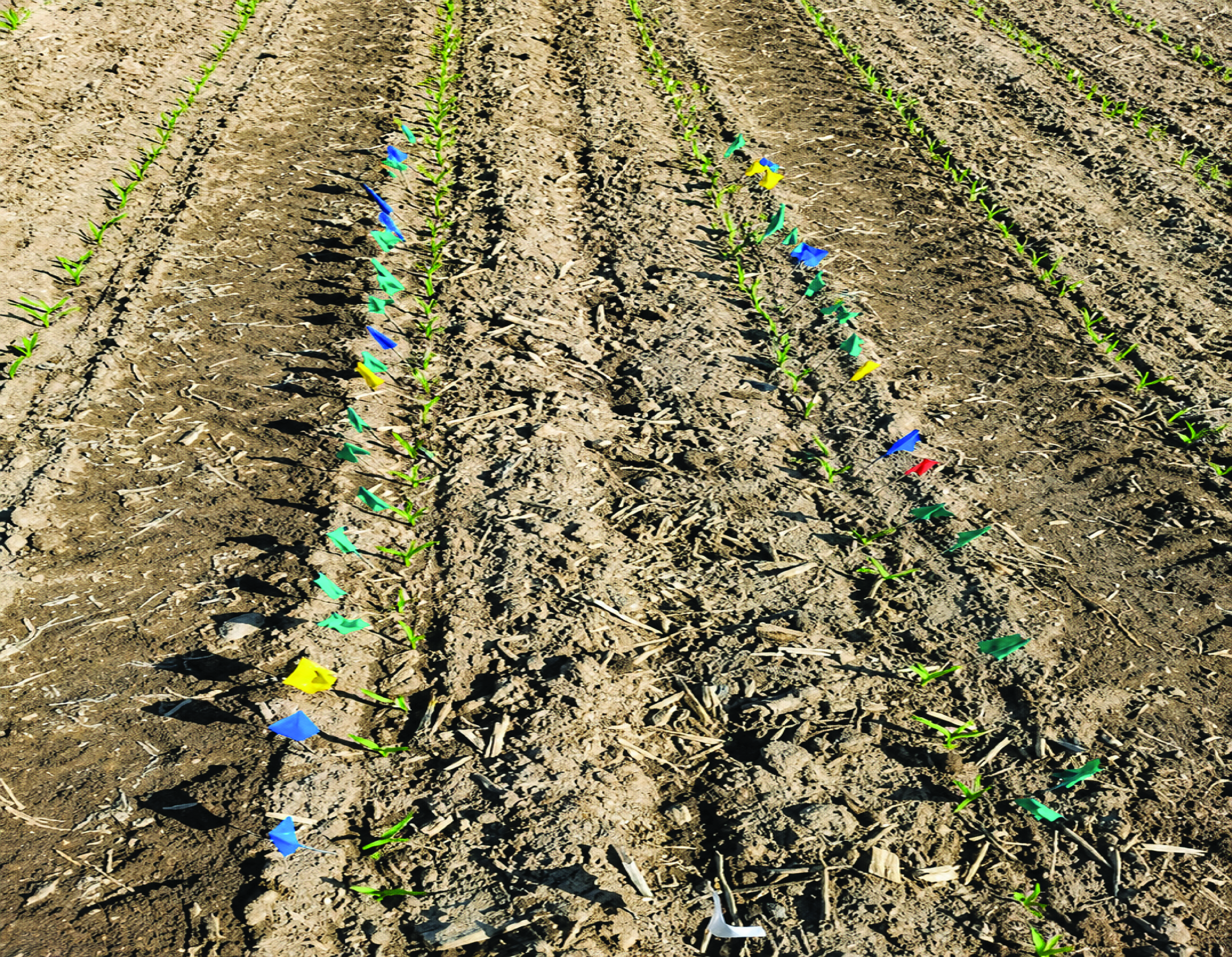 Planting into warm soils pic1-02-02